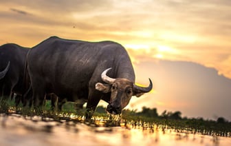 Эвакуированная из Мьянмы беларуска рассказала о том, как попала в трудовое рабство