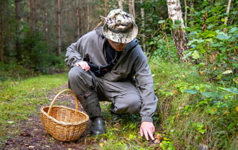 Важные предупреждения о сборе грибов в Беларуси