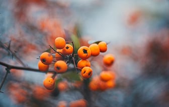 15 февраля – Сретение Господне: традиции, приметы, что нельзя делать