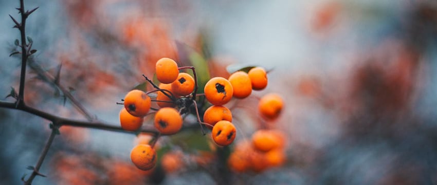 15 февраля – Сретение Господне: традиции, приметы, что нельзя делать