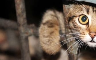 Какое наказание будет в Беларуси хозяину питомца, который выбросил его на улицу?