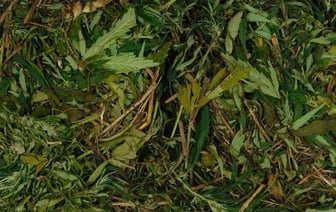 Коноплю в заброшенном здании прятал житель Могилевской области