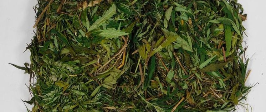 Коноплю в заброшенном здании прятал житель Могилевской области