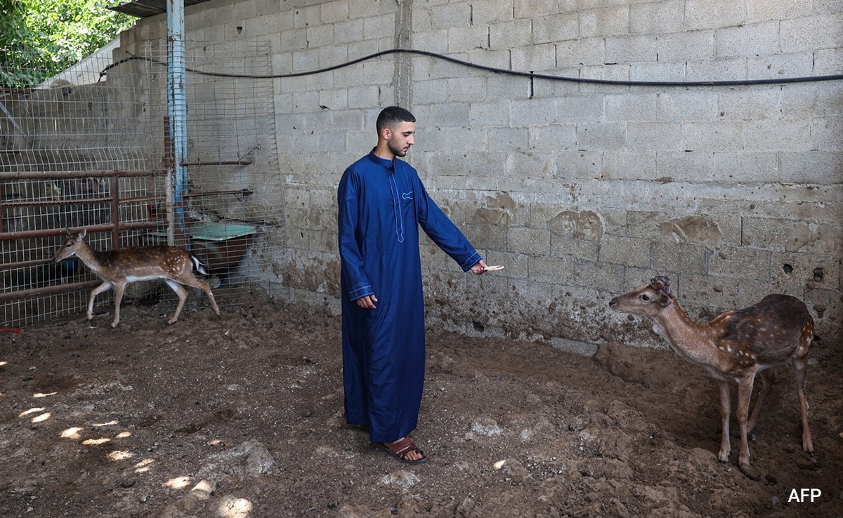 Keeper feeds spotted deers in the Rafah Zoo.