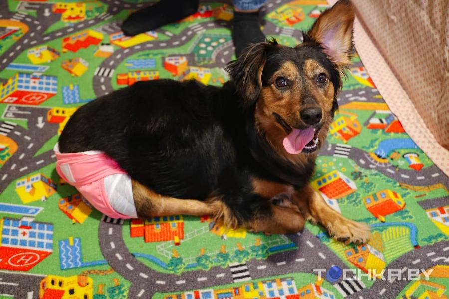 Девушка с инвалидностью спасает парализованных животных и делает им коляски