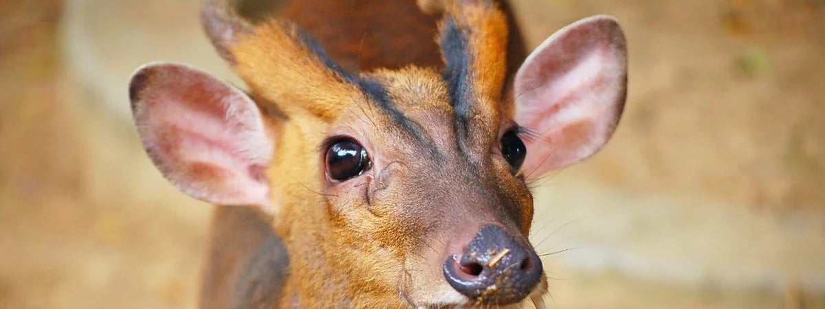 Олени из Китая преподнесли сюрприз — пополнение в зоопарке Гродно