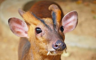 Олени из Китая преподнесли сюрприз — пополнение в зоопарке Гродно