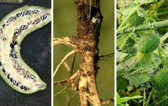 Эти 11 популярных среди белорусов овощей и фруктов раньше выглядели совсем по-другому. Сможете угадать огурец, яблоки и капусту? — Тест