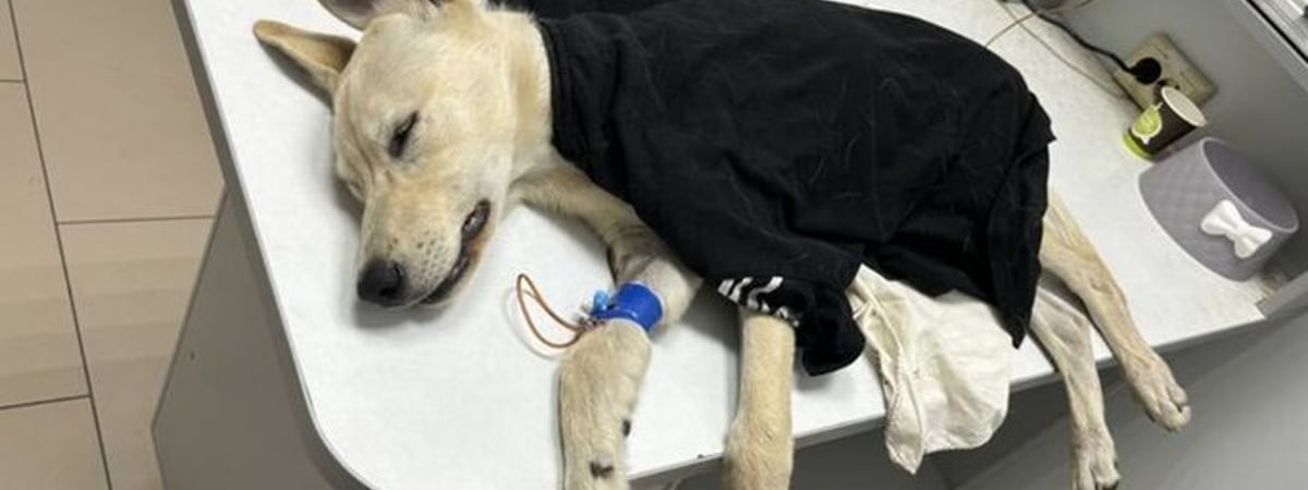 Привязывали к дереву, не давали пить. В Гомеле школьники издевались над щенком