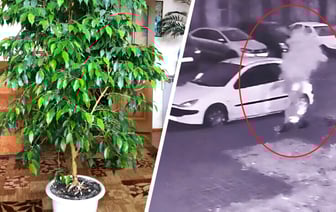 Милиция Пинска возбудила уголовное дело за кражу фикуса из подъезда. Сколько лет грозит? — Видео