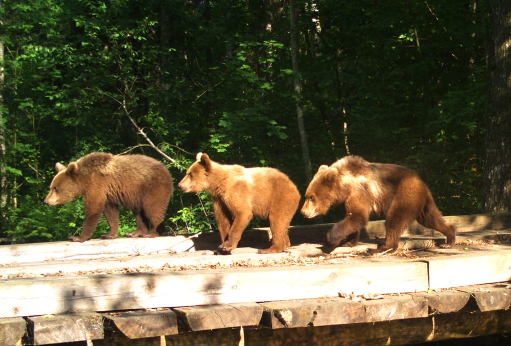 Медведи чаще всего позировали перед автоматическими фотокамерами, установленными на территории Березинского биосферного заповедника. Фото berezinsky.by
