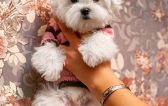 За 5 000 рублей продают щенка в Барановичах. Что за он и почему так дорого