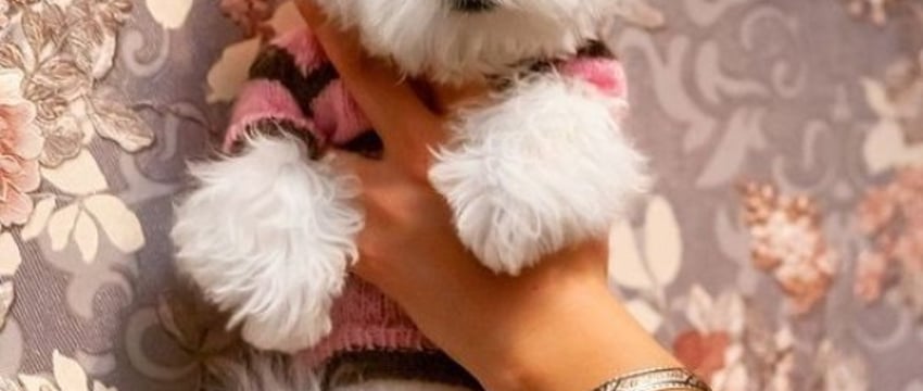 За 5 000 рублей продают щенка в Барановичах. Что за он и почему так дорого