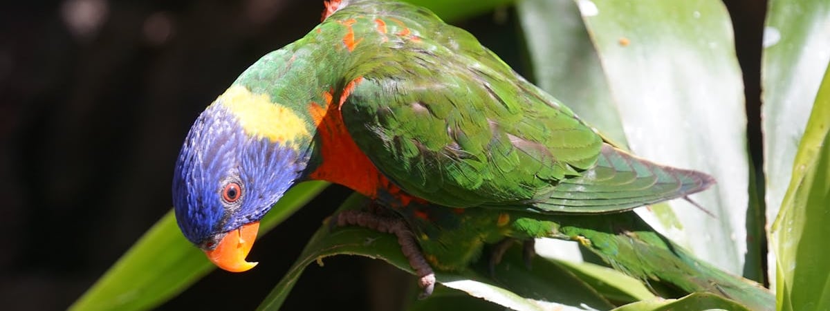 Премьер Австралии заявил о бессрочной поддержке Украины после встречи Трампа с Зеленским