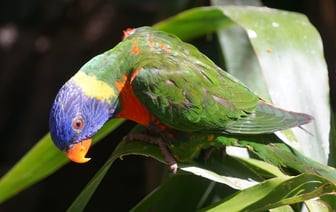 Премьер Австралии заявил о бессрочной поддержке Украины после встречи Трампа с Зеленским