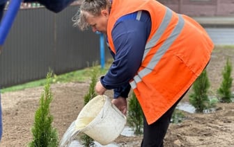 Брест становится зеленее: более 24 тысяч деревьев к концу 2024 года