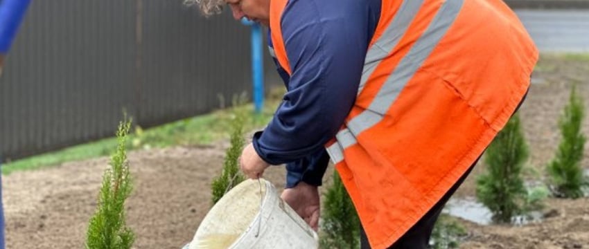 Брест становится зеленее: более 24 тысяч деревьев к концу 2024 года