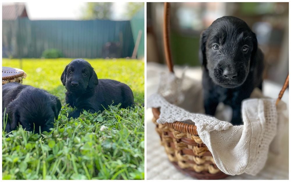 Бывшая завмаг разводит собак редкой породы. Зачем ей это?