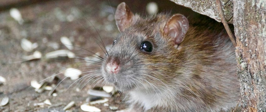 Смертельная крысиная болезнь распространяется на людей, унося жизни четырех человек в США.