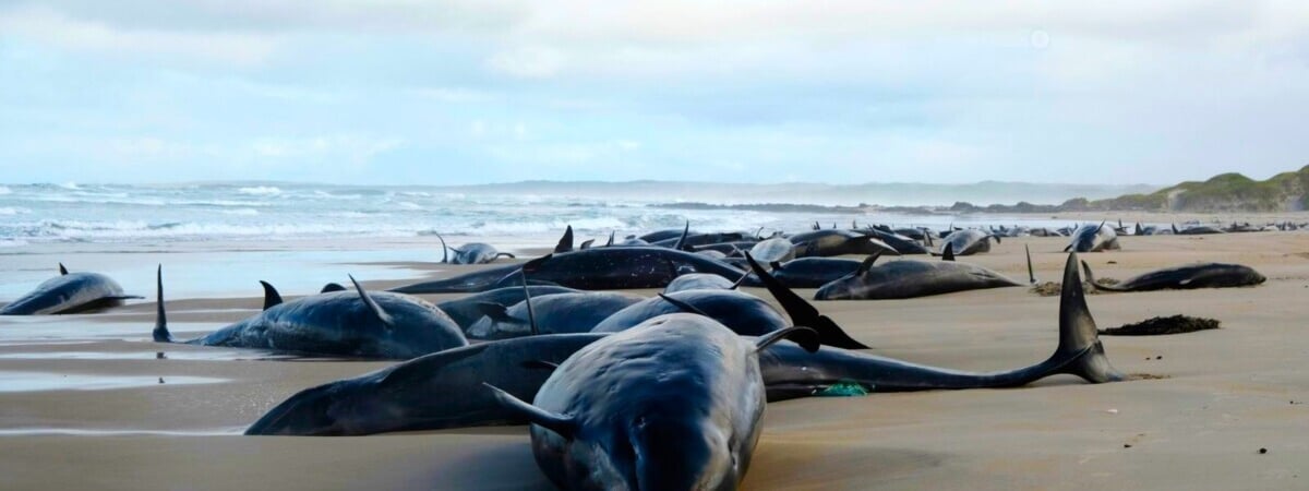 В Австралии впервые за 50 лет на берег выбросились больше 150 китов — Видео