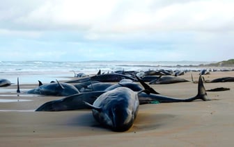 В Австралии впервые за 50 лет на берег выбросились больше 150 китов — Видео