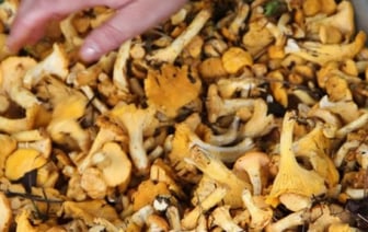 Почему из лисичек нельзя варить суп, объяснила врач