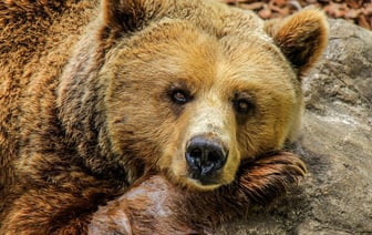 Прокуратура требует «наказать рублем» работников Витебского аэроклуба, чей вертолет Ми-2 использовался для охоты на медведя браконьерами