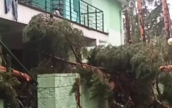 В детском лагере 7 детей пострадали из-за падения дерева. Один из них погиб