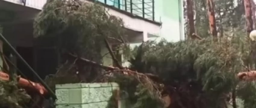В детском лагере 7 детей пострадали из-за падения дерева. Один из них погиб