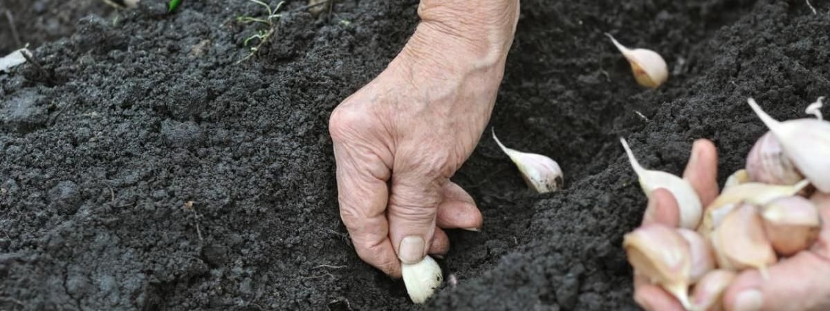 Сделайте эту процедуру перед тем, как садить чеснок весной. Он вырастет крепким и здоровым — Полезно