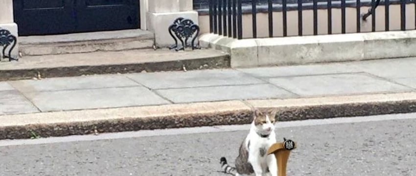 Ларри, кот с Даунинг-Стрит, 10 в Великобритании, обзавелся "русским" соперником по кличке Джоджо