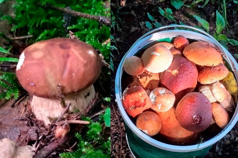 В лесах Беларуси небывалый урожай лисичек. Грибники делятся своими находками