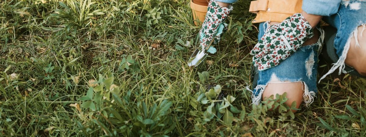 Как быстро избавиться от сорняков на ранних этапах? Нашли 6 работающих способов — Полезно