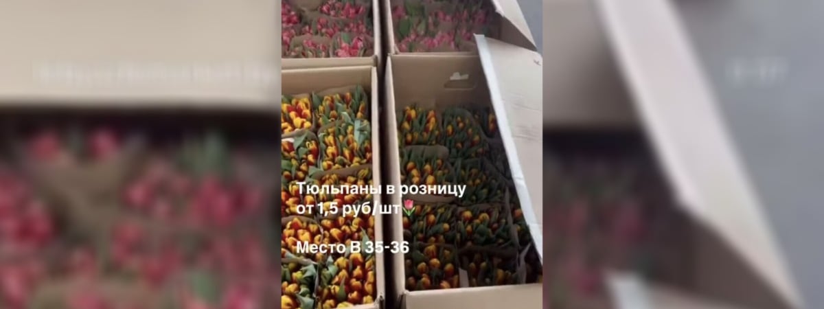 Под Минском нашли тюльпаны по 1,5 рубля — Видео