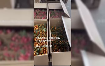 Под Минском нашли тюльпаны по 1,5 рубля — Видео