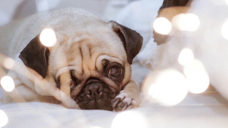 12 крутых идей для новогодней фотосессии