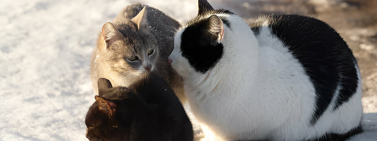 Как помочь бездомным кошкам в морозы? Эксперты рассказали, чем нельзя кормить животных — Полезно