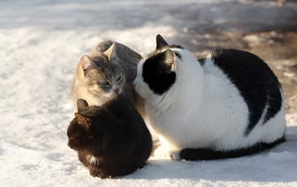 Как помочь бездомным кошкам в морозы? Эксперты рассказали, чем нельзя кормить животных — Полезно