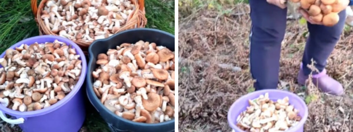 «Лес особый?! Только для вас?!» — Белоруска показала, где нашла три ведра опят в конце октября — Видео