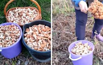 «Лес особый?! Только для вас?!» — Белоруска показала, где нашла три ведра опят в конце октября — Видео