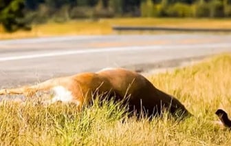 Почему нельзя подбирать сбитых на дороге животных? Рассказываем