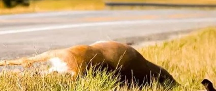 Почему нельзя подбирать сбитых на дороге животных? Рассказываем