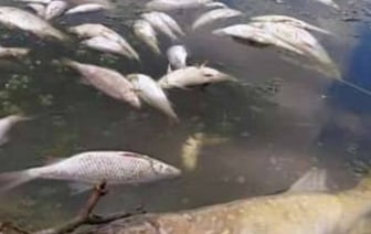 В соцсетях появилась информация о массовом море рыбы в водоеме между деревнями Вельямовичи-Ставы Брестского района