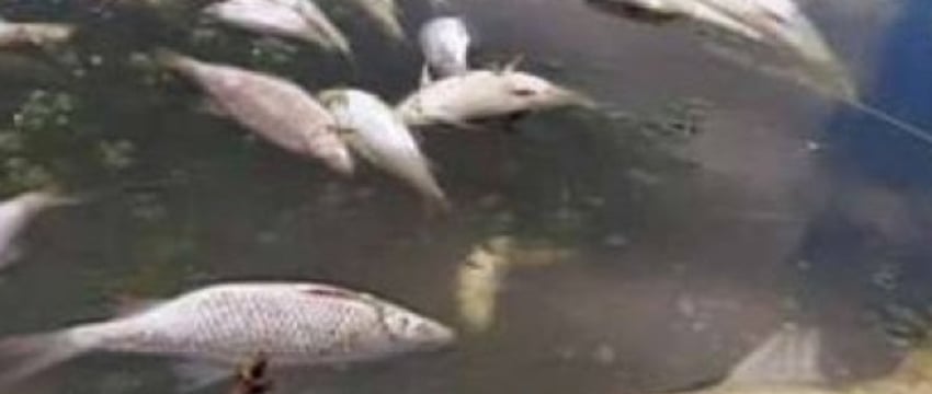 В соцсетях появилась информация о массовом море рыбы в водоеме между деревнями Вельямовичи-Ставы Брестского района