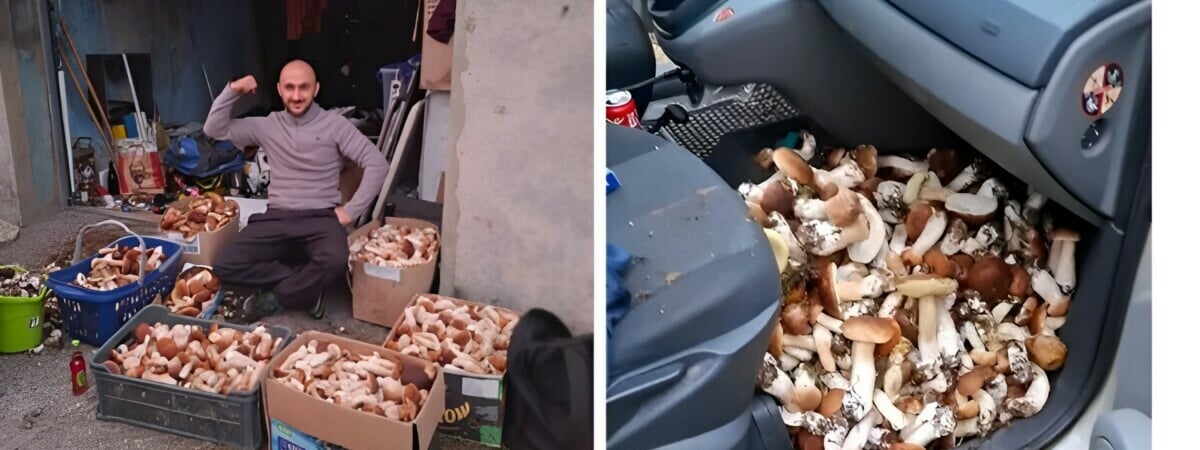 Более 113 кг грибов, 4 млн просмотров и буря возмущения. Польский грибник взорвал TikTok — Видео