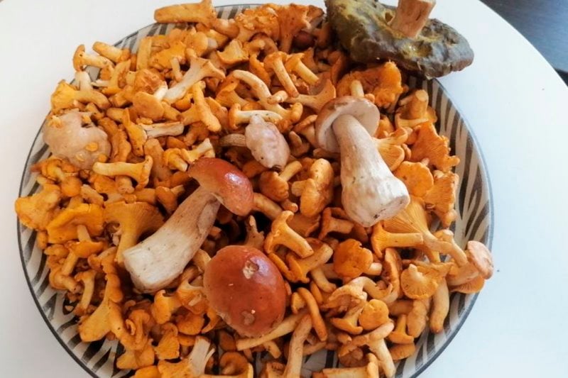 В лесах Беларуси небывалый урожай лисичек. Грибники делятся своими находками