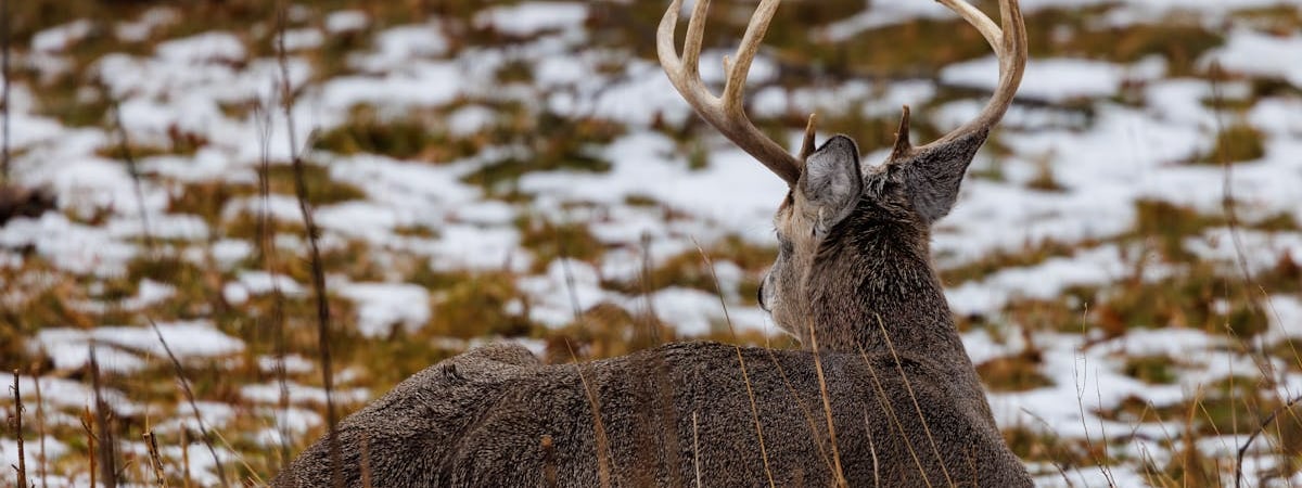 Минобороны РФ отчиталось о сбитии за ночь 23 дронов над шестью регионами