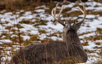 Минобороны РФ отчиталось о сбитии за ночь 23 дронов над шестью регионами