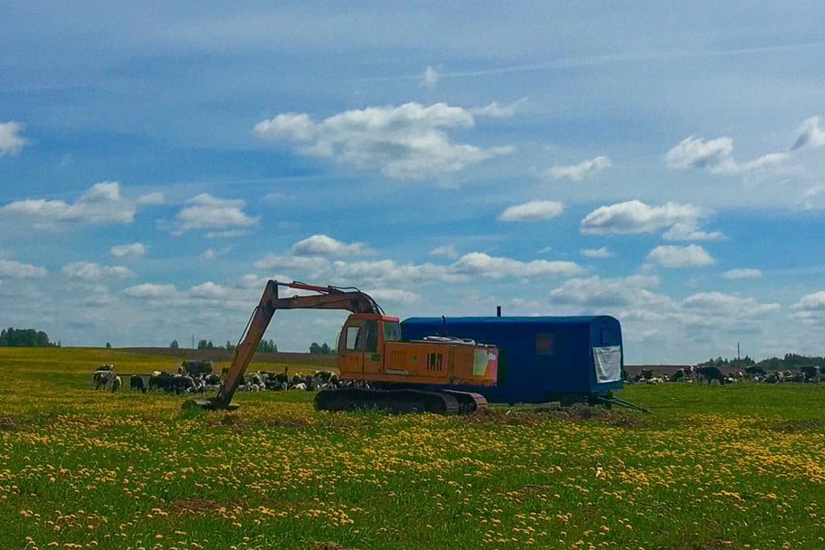 Экскаватор на фоне стада коров, мелиорация. Фото Сергея Серебро