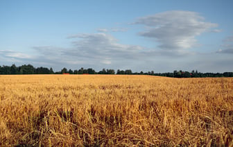 Украина вступила в сельскохозяйственный фонд ООН